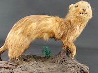 Opgezette mustela nudipes - afbeelding 2 van  5