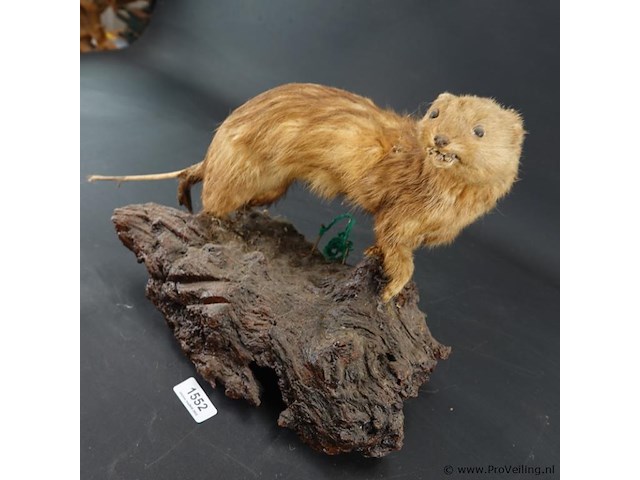 Opgezette mustela nudipes - afbeelding 3 van  5