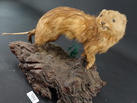 Opgezette mustela nudipes - afbeelding 3 van  5