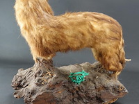 Opgezette mustela nudipes - afbeelding 4 van  5