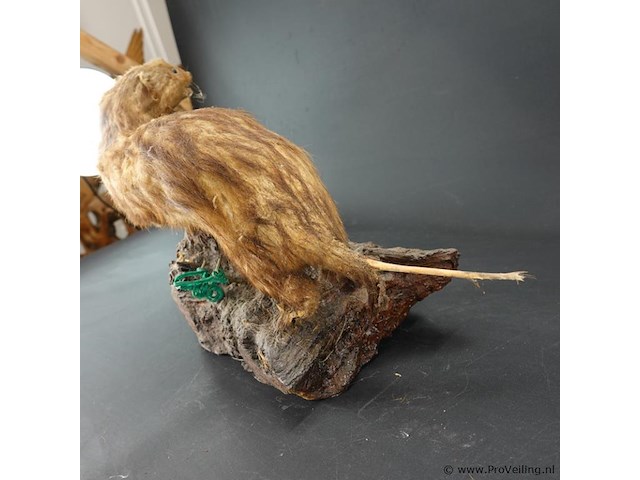 Opgezette mustela nudipes - afbeelding 5 van  5