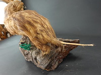 Opgezette mustela nudipes - afbeelding 5 van  5