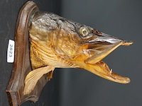 Opgezette snoek - afbeelding 1 van  5