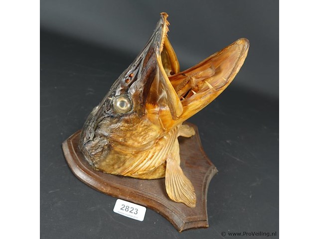 Opgezette snoek - afbeelding 2 van  5