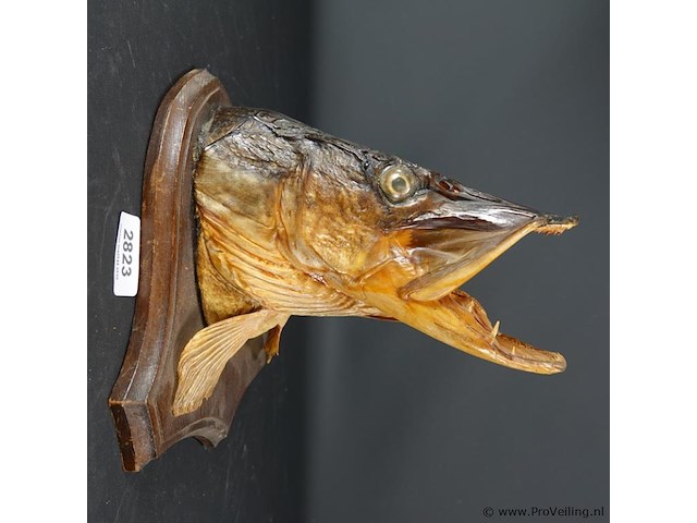 Opgezette snoek - afbeelding 1 van  5