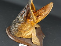 Opgezette snoek - afbeelding 2 van  5