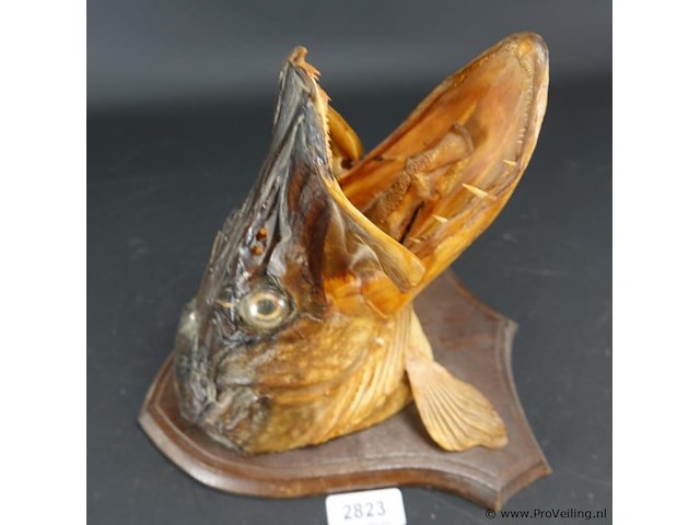 Opgezette snoek - afbeelding 3 van  5