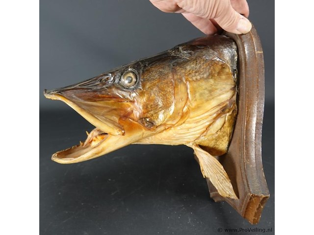 Opgezette snoek - afbeelding 4 van  5