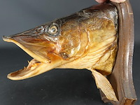 Opgezette snoek - afbeelding 4 van  5
