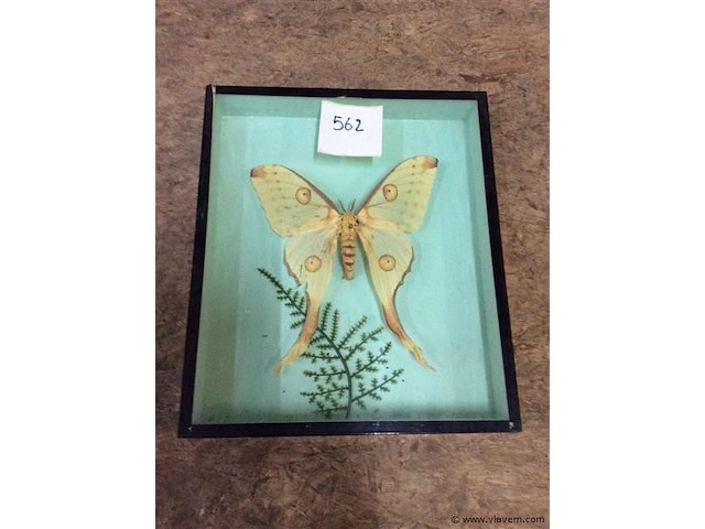 Opgezette vlinder in kader - afbeelding 1 van  3