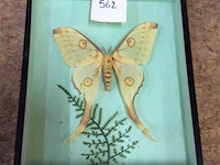 Opgezette vlinder in kader - afbeelding 1 van  3