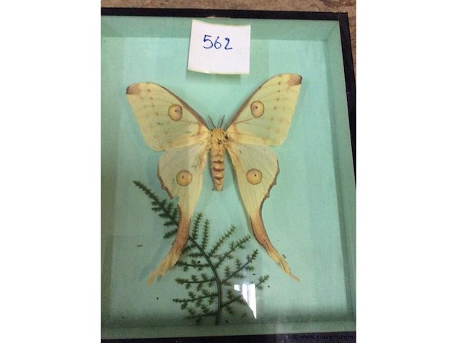 Opgezette vlinder in kader - afbeelding 2 van  3