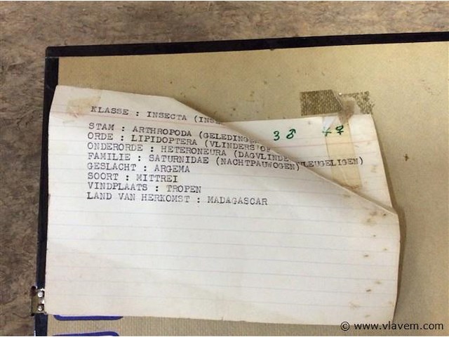 Opgezette vlinder in kader - afbeelding 3 van  3