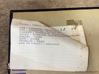 Opgezette vlinder in kader - afbeelding 3 van  3