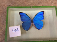 Opgezette vlinder in kader - afbeelding 1 van  3