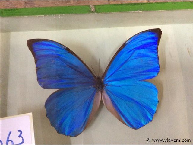 Opgezette vlinder in kader - afbeelding 2 van  3