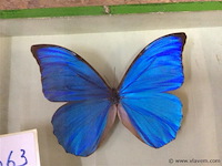 Opgezette vlinder in kader - afbeelding 2 van  3