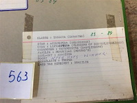 Opgezette vlinder in kader - afbeelding 3 van  3