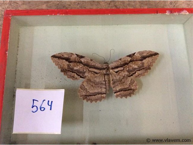 Opgezette vlinder in kader - afbeelding 1 van  3