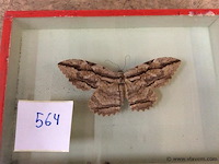 Opgezette vlinder in kader - afbeelding 1 van  3