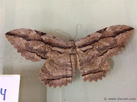 Opgezette vlinder in kader - afbeelding 2 van  3