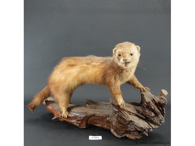 Opgezette wezel op stronk - afbeelding 1 van  5