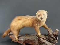 Opgezette wezel op stronk - afbeelding 1 van  5