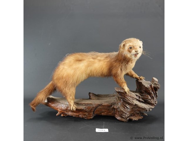 Opgezette wezel op stronk - afbeelding 2 van  5