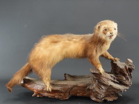 Opgezette wezel op stronk - afbeelding 2 van  5