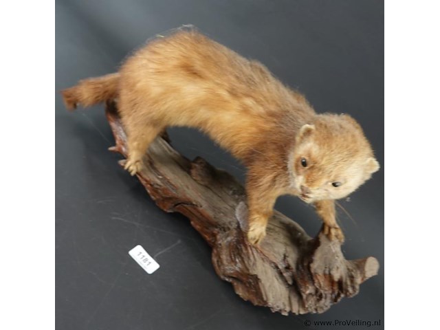 Opgezette wezel op stronk - afbeelding 3 van  5