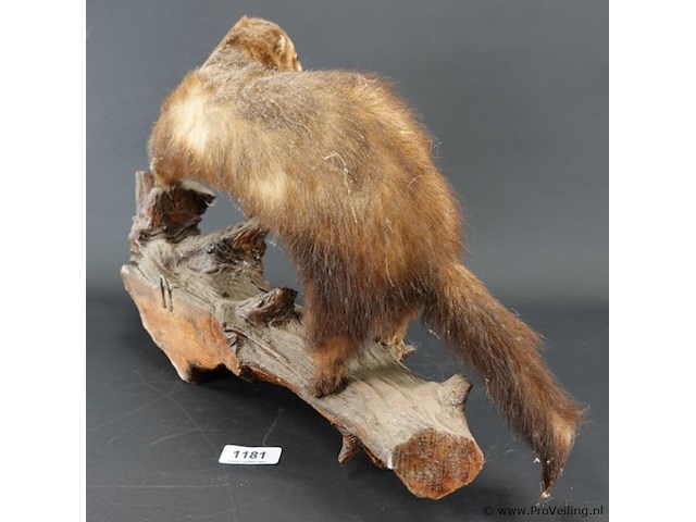 Opgezette wezel op stronk - afbeelding 5 van  5