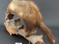 Opgezette wezel op stronk - afbeelding 5 van  5