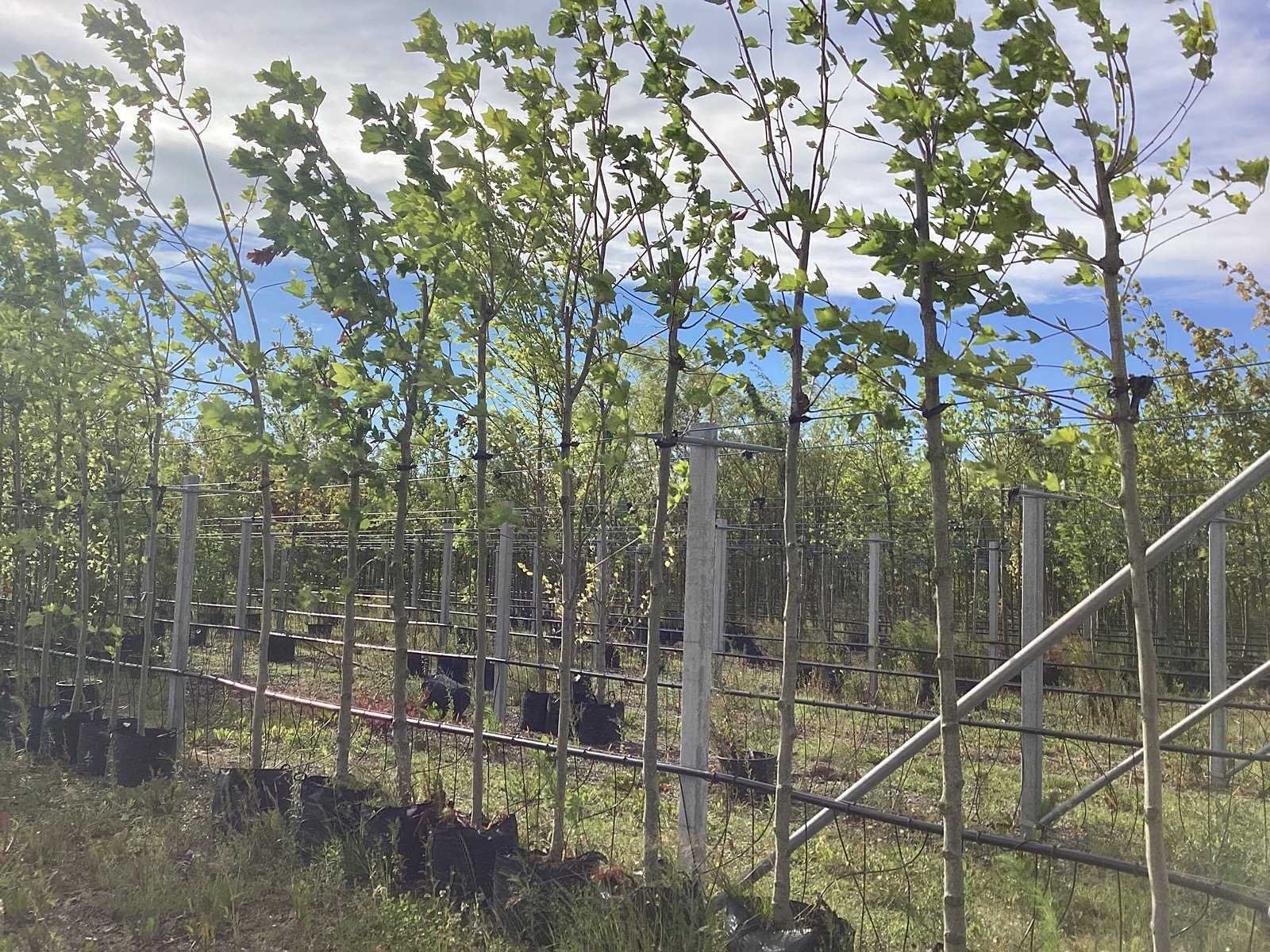 Opruiming van laan, fruit- en sierbomen in verband met overname