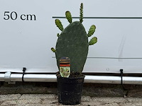 Opuntia - opuntia vulgaris - hoogte ca. 50 cm - afbeelding 2 van  7