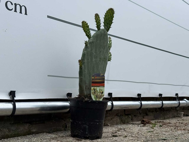Opuntia - opuntia vulgaris - hoogte ca. 50 cm - afbeelding 5 van  7
