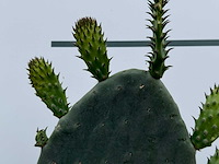 Opuntia - opuntia vulgaris - hoogte ca. 50 cm - afbeelding 6 van  7