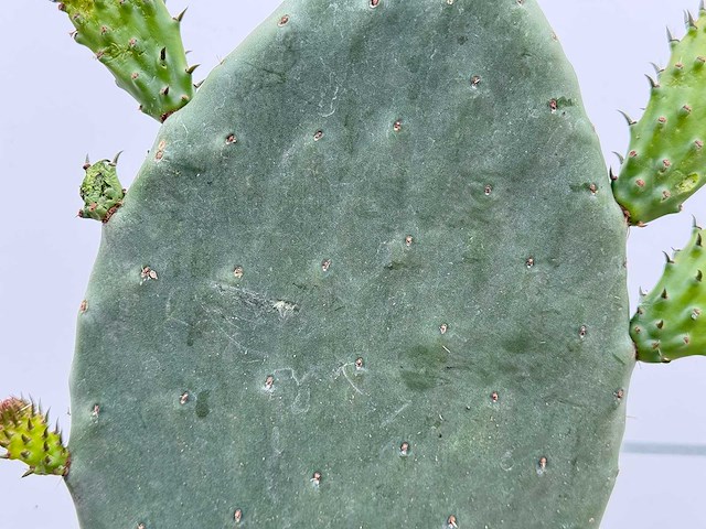 Opuntia - opuntia vulgaris - hoogte ca. 50 cm - afbeelding 7 van  7