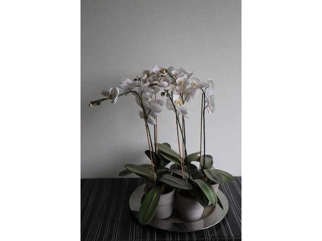 Orchidee in pot - 2 stuks - afbeelding 1 van  3