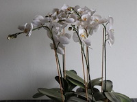 Orchidee in pot - 2 stuks - afbeelding 1 van  3