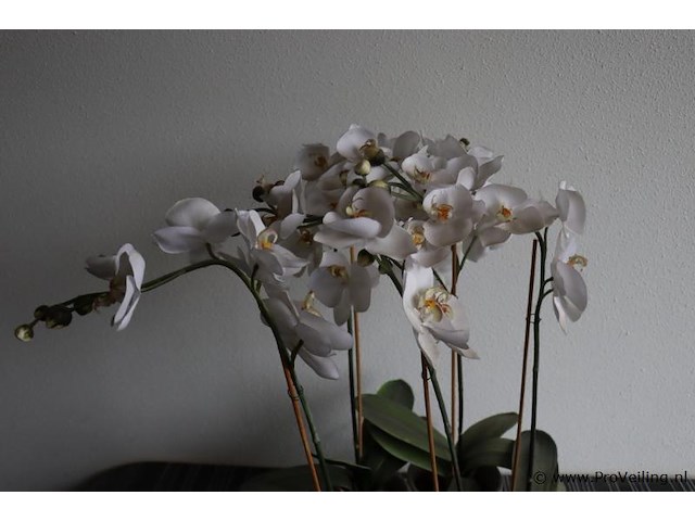 Orchidee in pot - 2 stuks - afbeelding 2 van  3