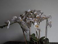 Orchidee in pot - 2 stuks - afbeelding 2 van  3