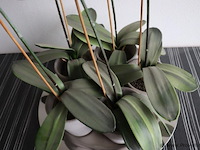 Orchidee in pot - 2 stuks - afbeelding 3 van  3