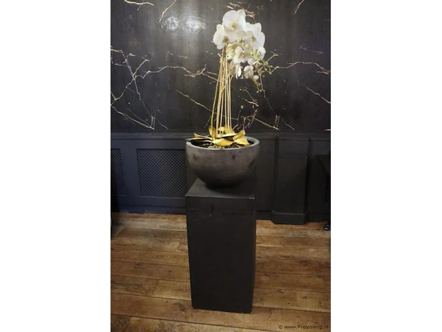 Orchidee in pot op sokkel - afbeelding 1 van  6