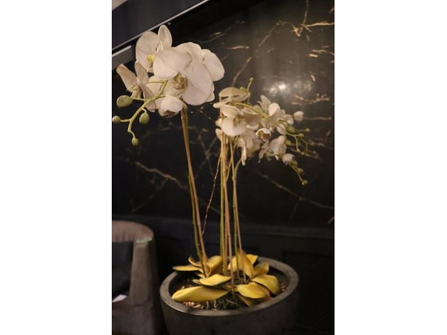 Orchidee in pot op sokkel - afbeelding 2 van  6