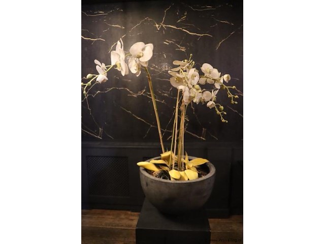 Orchidee in pot op sokkel - afbeelding 3 van  6