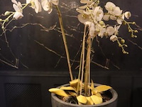 Orchidee in pot op sokkel - afbeelding 3 van  6