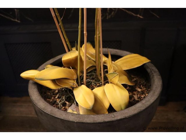 Orchidee in pot op sokkel - afbeelding 4 van  6