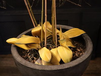 Orchidee in pot op sokkel - afbeelding 4 van  6