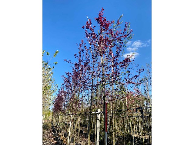 Ornamental tree (3x) - afbeelding 2 van  3