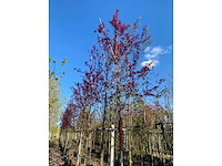 Ornamental tree (3x) - afbeelding 2 van  3